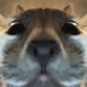 Meet your Posher, Adam